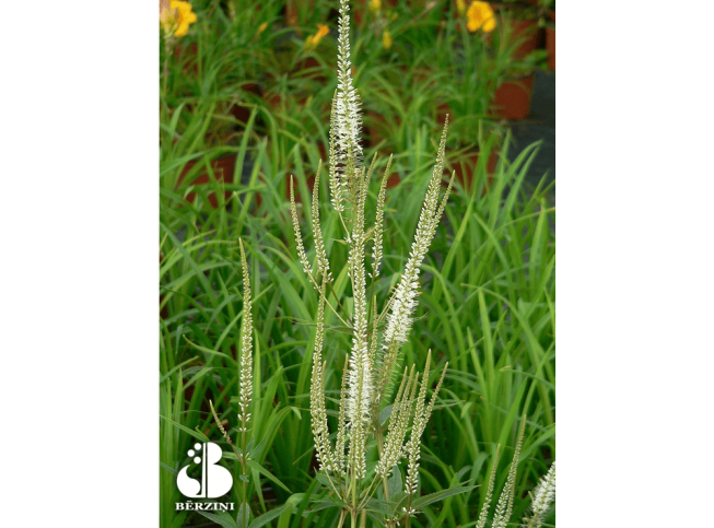 Veronicastrum virginicum   'Diane'